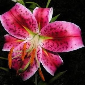 Meet your Posher, Darlene